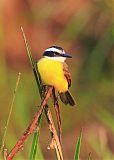 Lesser Kiskadee